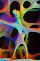 bone